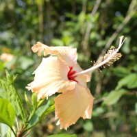 Hibiscus rosa-sinensis L.